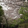 桜の回廊