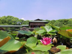 蓮と青空