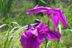 菖蒲