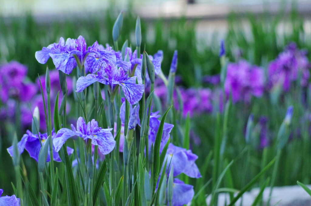花しょうぶ