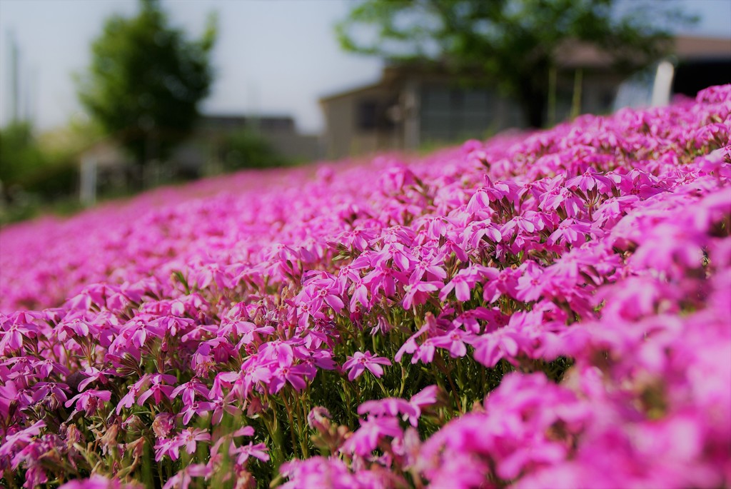 芝桜2