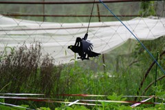 烏除けのカラス