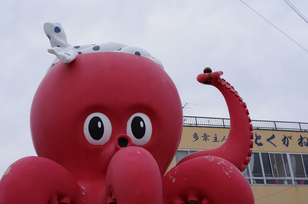日間賀島のタコ