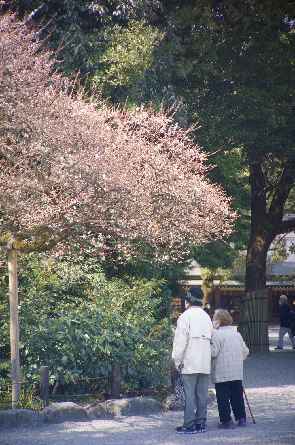 まだ少し早いですかねぇ