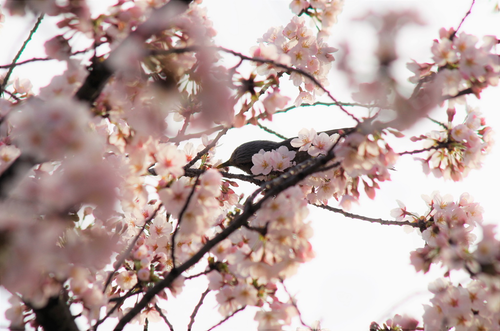 蜜すうたろかぁ～