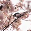 蜜すうたろかぁ～