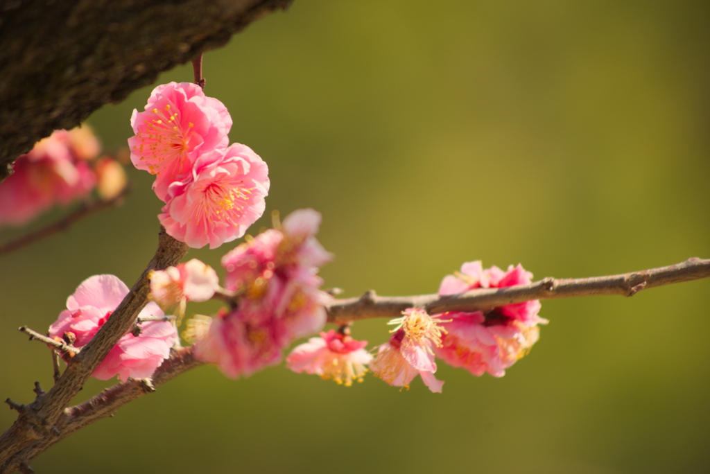 梅の花も、もう終わり