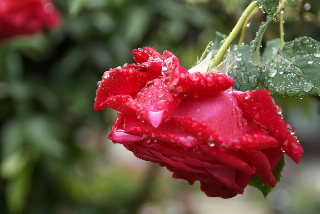 我が家の薔薇