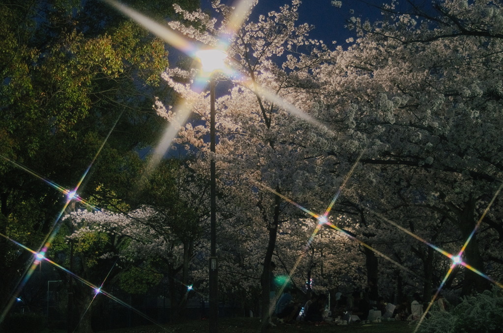 夜桜、宴会