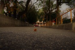 松ぼっくり