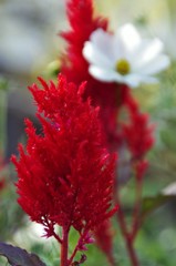 花？