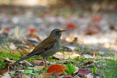 野鳥2