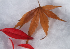 雪解け