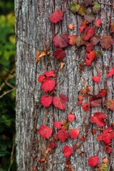 ここにも紅葉