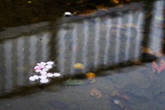 花筏