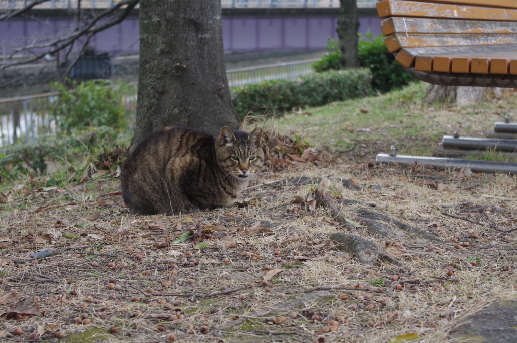 野良猫