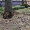 野良猫