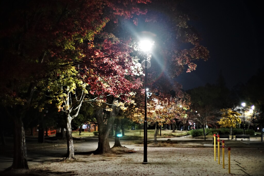 夜の公園