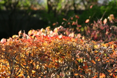 燃える葉