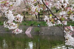 今年の桜は短命