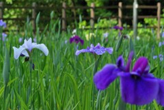 花しょうぶ