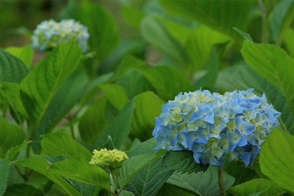 ２０２３紫陽花