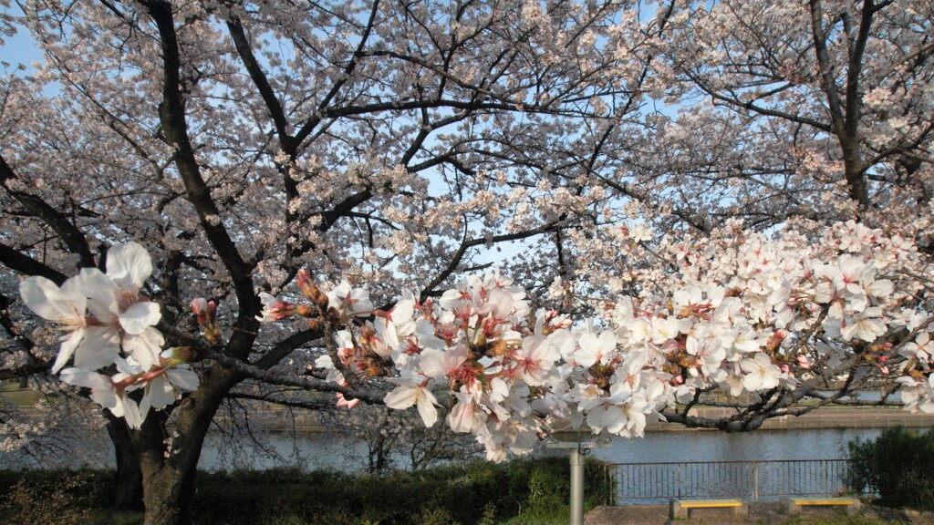 満開の桜