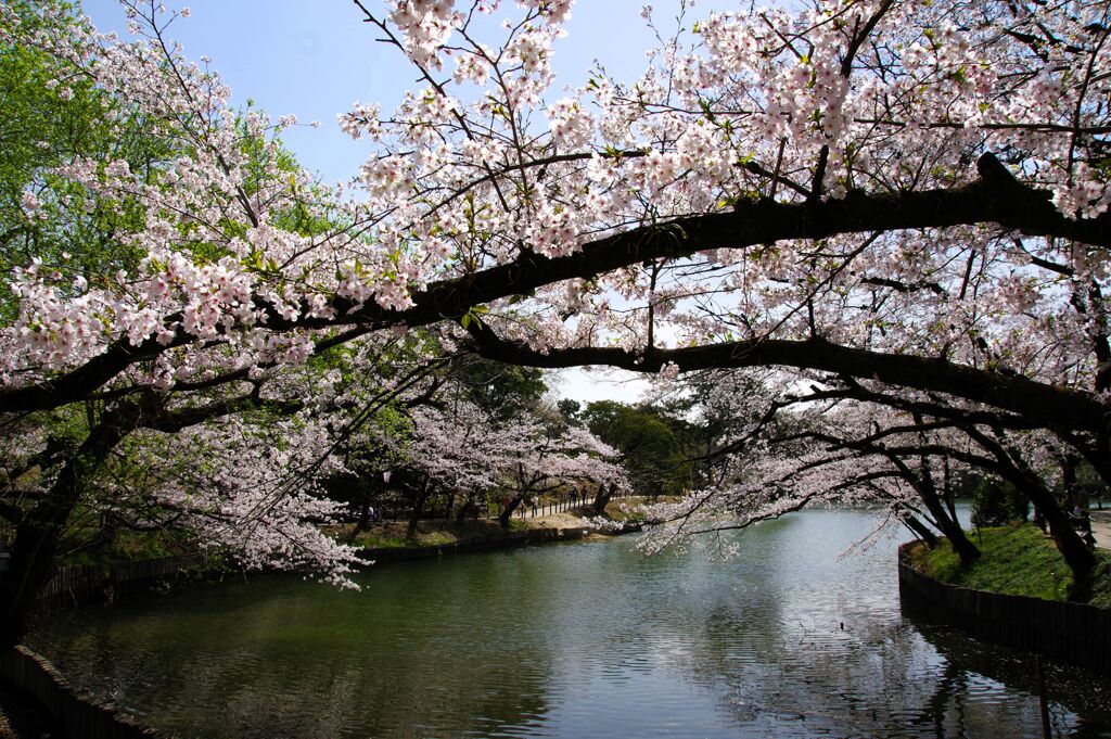 桜と池