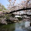 桜と池