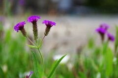 道端の花