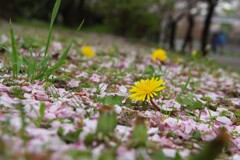 花弁に埋もれて