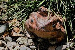 庭のガマ