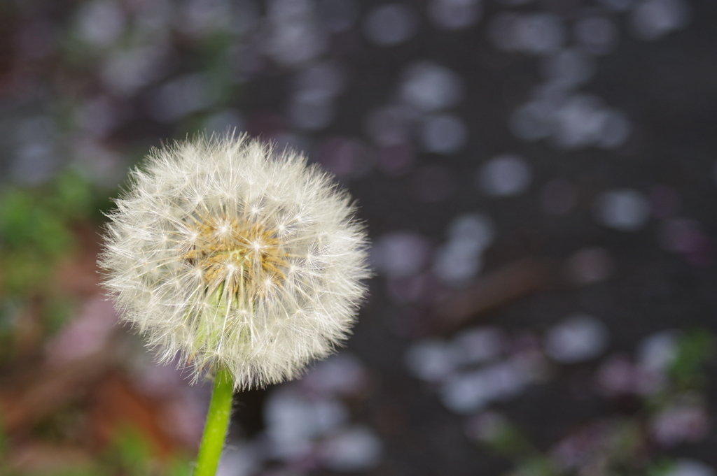 春の公園の花　2