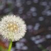 春の公園の花　2