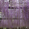 天王川の藤まつり　3