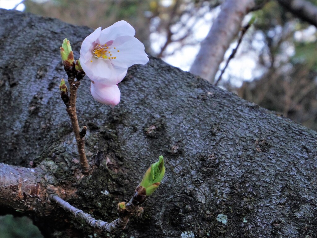 芽生え