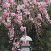しだれ桜