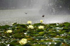 蓮池