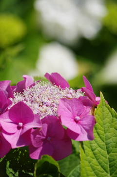 紫陽花の季節