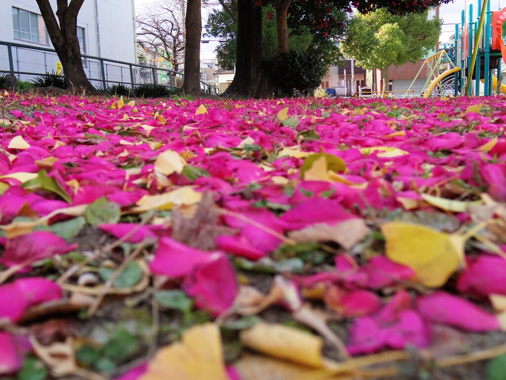 花びら