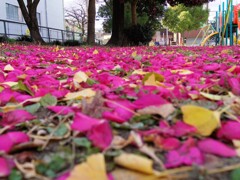 花びら
