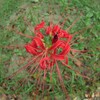 彼岸花　1