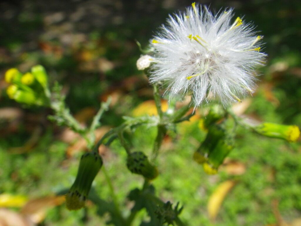 雑草