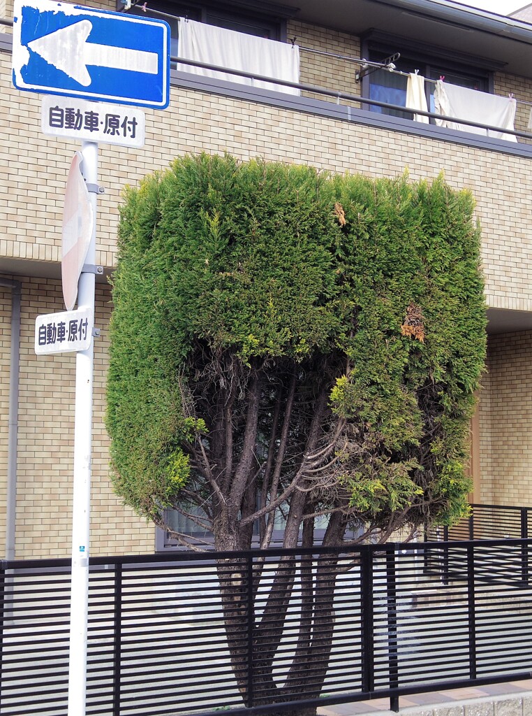 角刈り