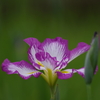 花菖蒲