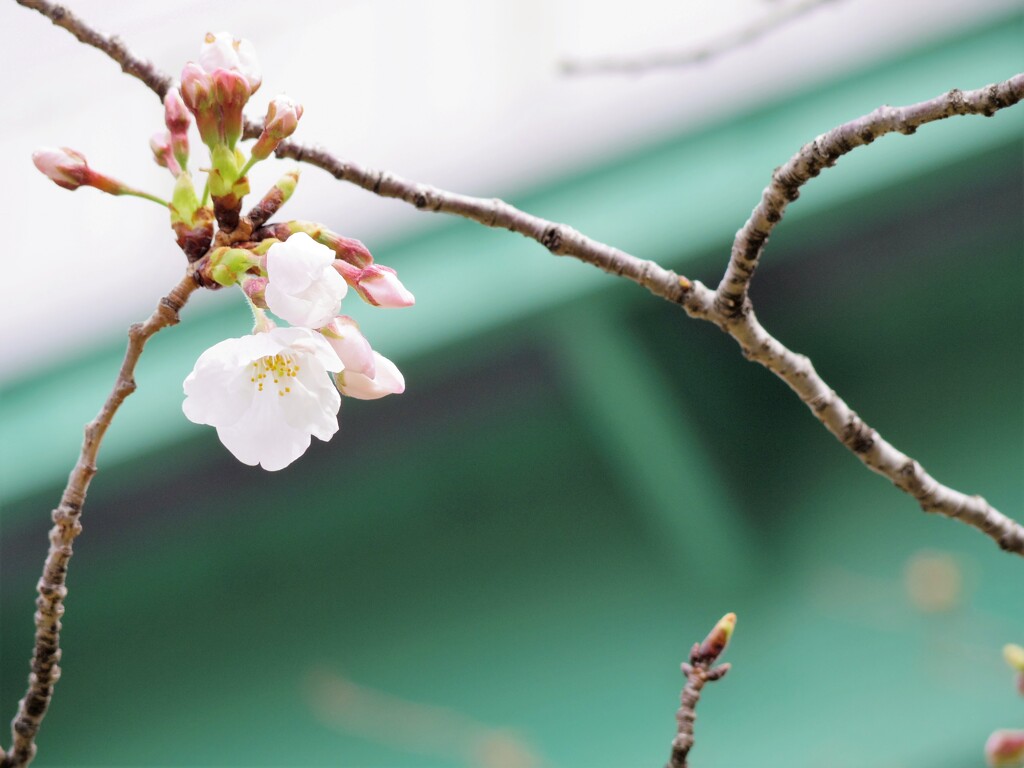 開花日の桜