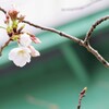 開花日の桜
