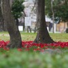 春が来る