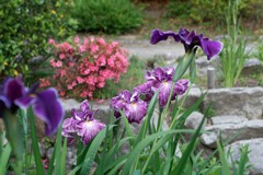 花しょうぶ