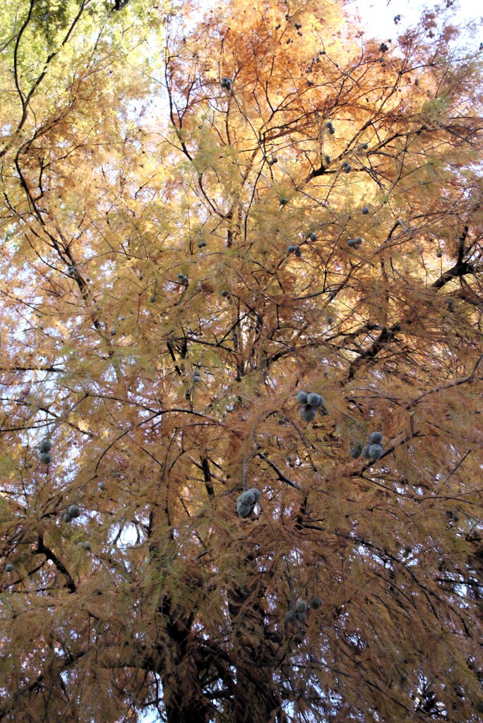 公園の大木